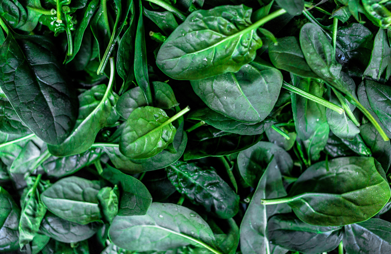 Growing spinach