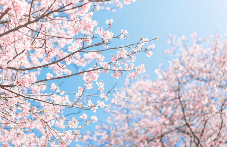 Blooming beauties