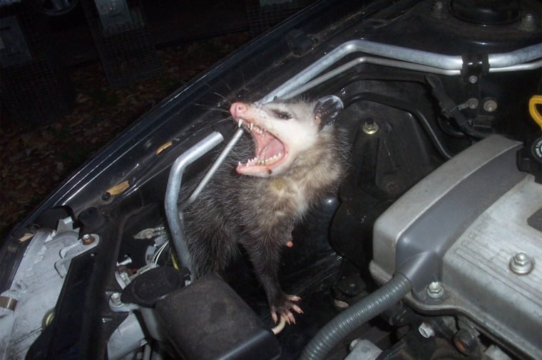 Opossum surprise