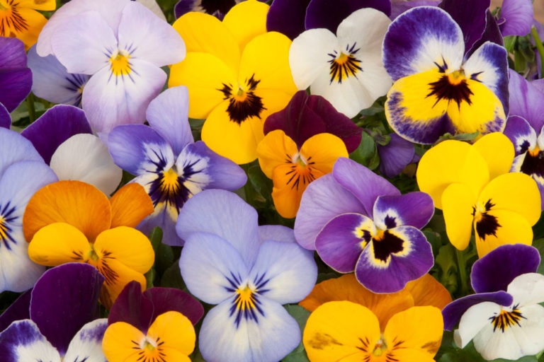 Colourful pansy flowers