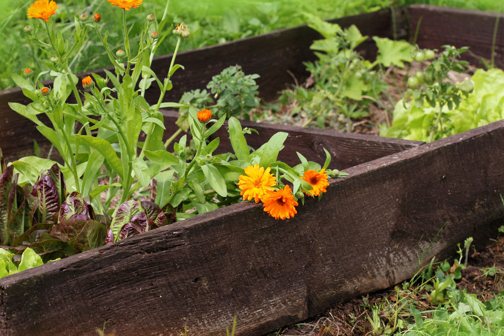 a-quick-guide-to-companion-planting-australian-handyman-magazine