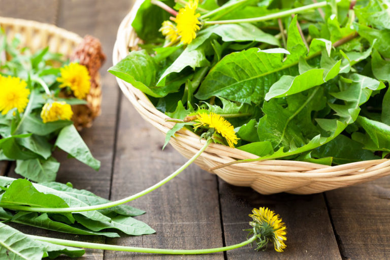 4 Common Edible Weeds