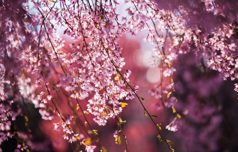 Blossom Trees - Australian Handyman Magazine