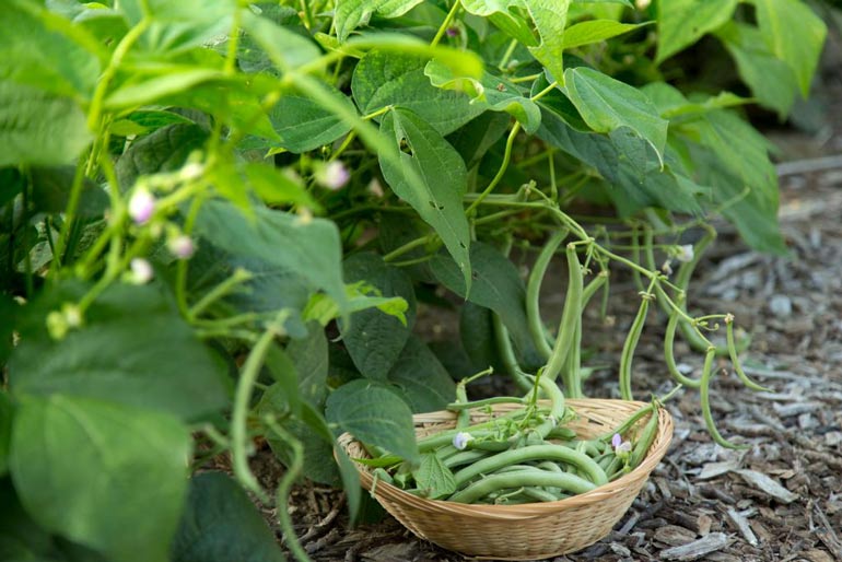 Summer selection - climbing beans