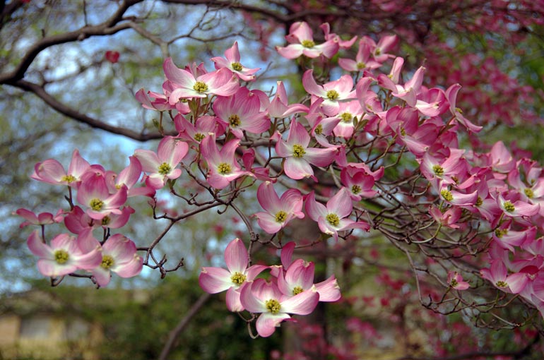 Pick of the bunch - Dogwoods 