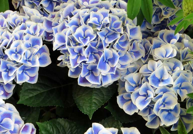 Growing Hydrangeas Australian Handyman Magazine