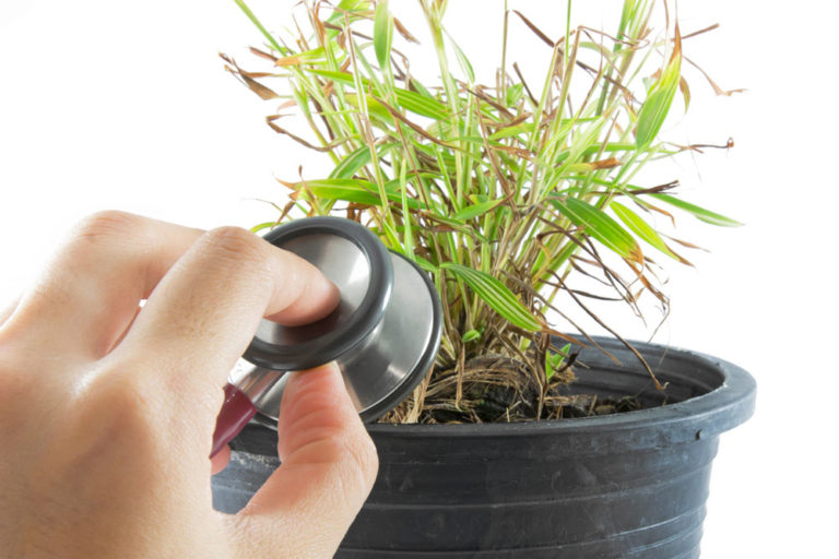 Pest And Disease Remedies For Houseplants