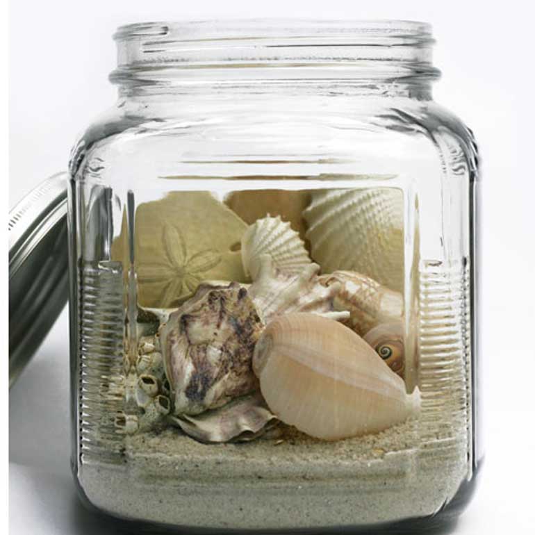 Collect and display seashells 