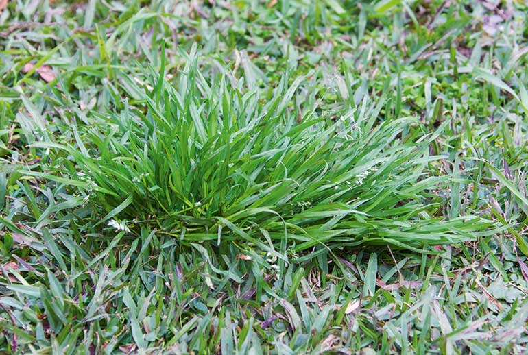 4 Ways To Winterise Your Lawn - Australian Handyman Magazine