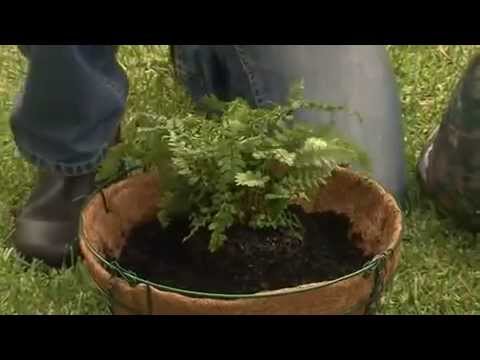 Hanging Basket