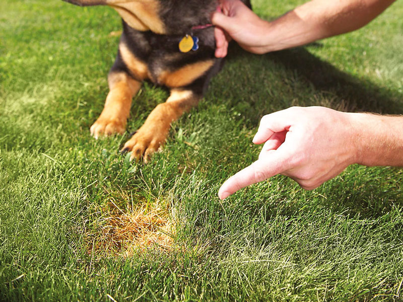 Treat Dog Spots On Grass