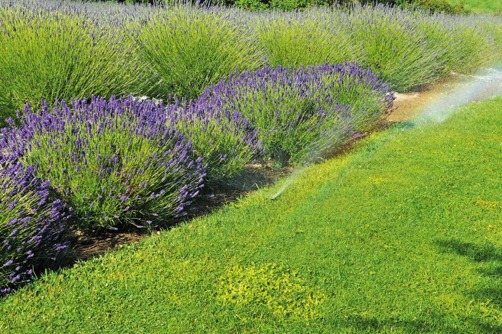 Lawn with irrigation system, Handyman Magazine,