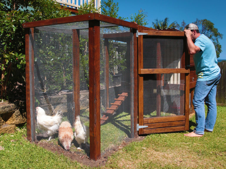 how-to-build-a-chook-house-australian-handyman-magazine