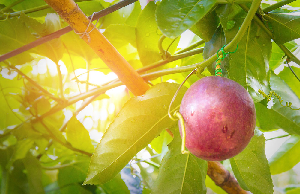 Passionfruit vine