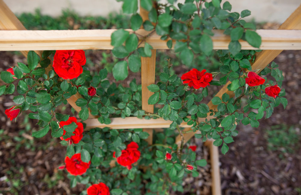 Planting a climber