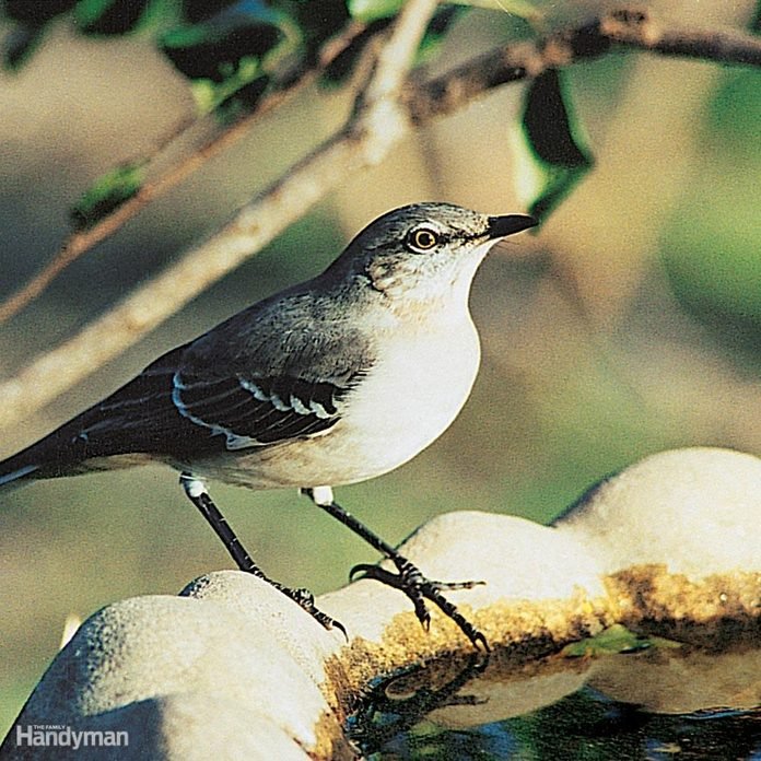 Ideas for clean birdbaths