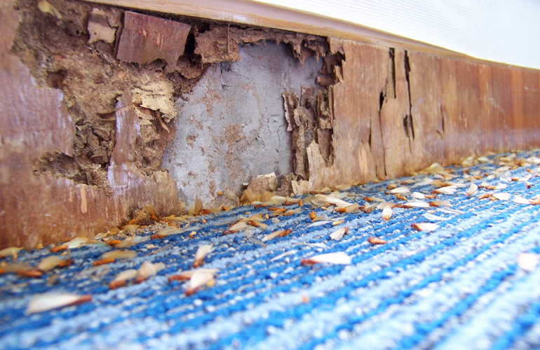 Termites are terrifying