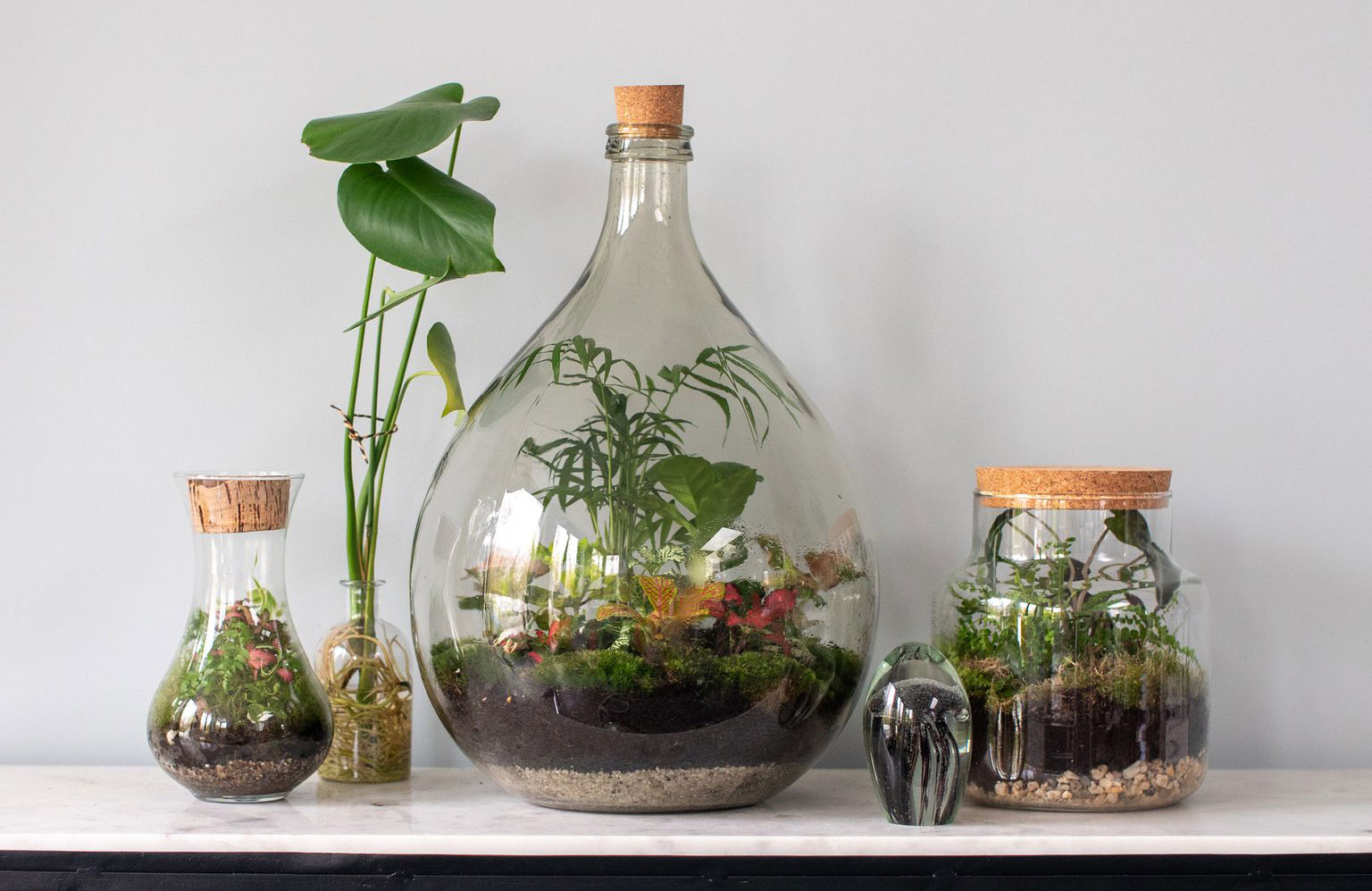 Plant a terrarium