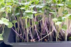 How to grow microgreens indoors